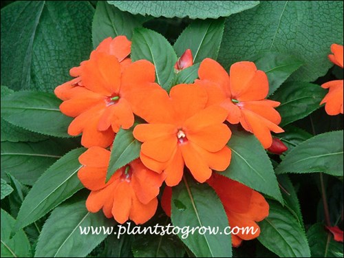 Fisnics Orange New Guinea Impatiens